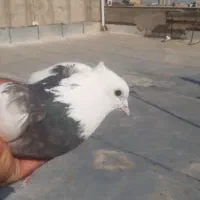 طوقی مهر نر