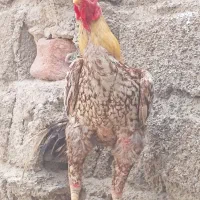 مرغ فروشی