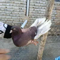 کبوتر پرشی عطیقه