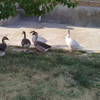قو قاز
