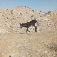 الاغ|حیوانات مزرعه|دهدشت, |دیوار