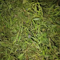 اویشن .کاکوتی.پونه