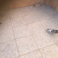 ۷تا کفتر گرفتنی|پرنده|تهران, سبلان (لشگر)|دیوار