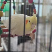 گمشدها|حیوانات|دورود, |دیوار