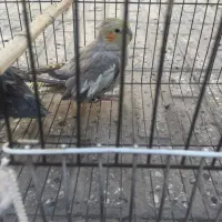 عروس هلندی معاوضه|پرنده|تهران, مشیریه|دیوار