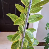 فیکوس ابلق با گلدان سفید|گل و گیاه طبیعی|شاهینشهر, نسیم ۵|دیوار