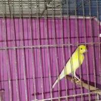 پرنده|پرنده|بندر امام خمینی, |دیوار