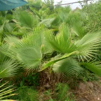 فروش.پالم عمده وتک|خدمات باغبانی و درختکاری|چاف و چمخاله, |دیوار