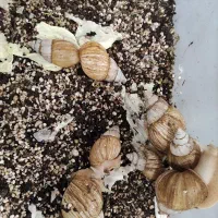 حلزون مولد|خزنده|تهران, شهرک خرازی|دیوار