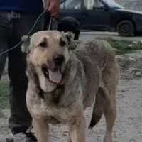 توله غراقی ر ایگان|سگ|تبریز, |دیوار