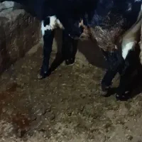 2عدد گوساله نر|حیوانات مزرعه|مریوان, |دیوار