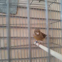 تعدادی قناری ماده سفید و سبز و سرحال|پرنده|اصفهان, احمدآباد|دیوار