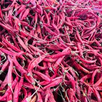 فلفل تند قلمی قرمز هشک|عمده‌فروشی|کازرون, |دیوار