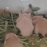 همستر|موش و خرگوش|بهبهان, |دیوار