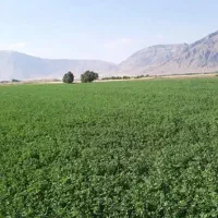 یونجه