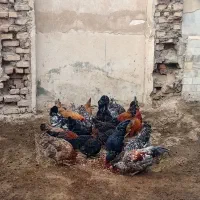 ۲۰ عدد خروس دونه ای ۷۰۰