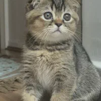 گربه