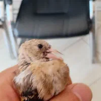 سهره قفس|پرنده|قرچک, شهرک طلائیه|دیوار