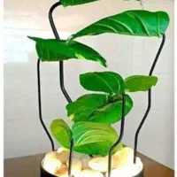 آبنمای طبیعت برگ