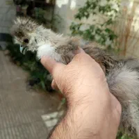 نیمچه مرغ و خروس ابریشمی