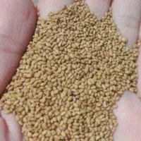 بذر یونجه رنجر آمریکایی و ماران همدانی