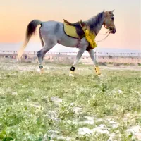 فروش یک نریان