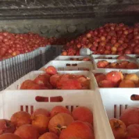 انار انباری درجه یک دان سیاه موجود است