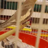 طوطی عروس باقفس|پرنده|رشت, سعدی (تختی)|دیوار