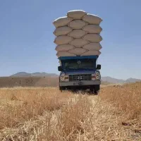 کاه گندم دیم زبر و نرم