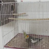 جفت نرو ماده عروس هلندی تخم و جوجه ای رو جوجه بودن