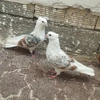 پرنده