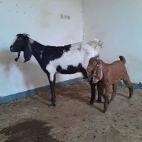 فروش بز با کهره