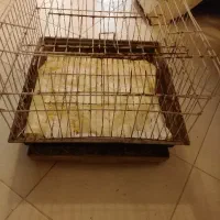 ۲ عدد قفس پرنده و حیوان