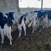 با سلام ۷ راس گاو شیری بفروش میرسد|حیوانات مزرعه|سبزوار, قصبه غربی|دیوار