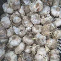 سیر طارم برای خوراکی و بذری