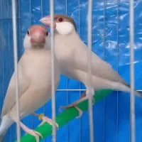 فنج بنگالی. فنج نرگسی.|پرنده|ری, سیزده آبان|دیوار