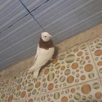 طوق سرخ برچ باز