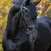اسب  از بهترینهاش  نژاد دار