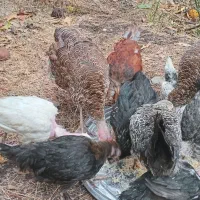 فروش جوجه بوقلمو و جوجه خروس گردن لختی