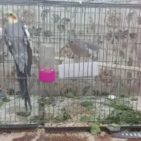 ۳تا عروس هلندی