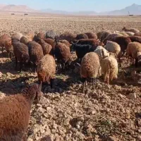 ۱۰۰راس میش جوان ابستن