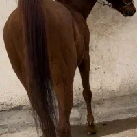 نریان و مادیان درهشوری