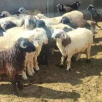 پشم چینی گوسفند