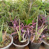 انواع گل مناسب آپارتمان وتراس وحیاط|گل و گیاه طبیعی|پاکدشت, پاکدشت (مامازند)|دیوار