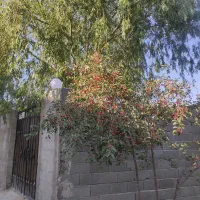 باغ پر میوه و سر سبز