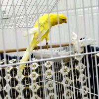 قناری رسمی بلند