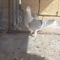 کبوتر دمگیر خرقه|پرنده|اصفهان, قهاب جنوبی|دیوار