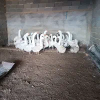 غاز لیندا و خاکستری و غاز محلی همه سالم و چاق|حیوانات مزرعه|سیمین شهر, |دیوار