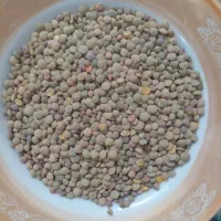 عدس ۱۹۰هزارتومان