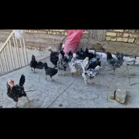 تخم مرغ گلین